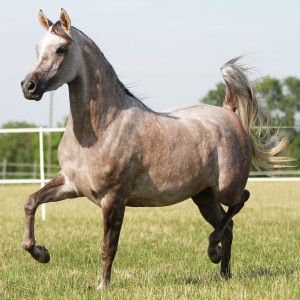 N.A. Kalila N.A. Kalila