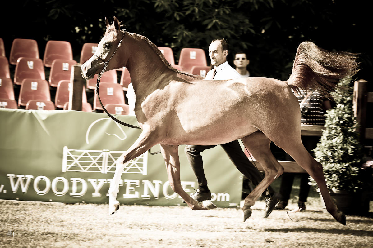 Bruges International Arabian Horse Event