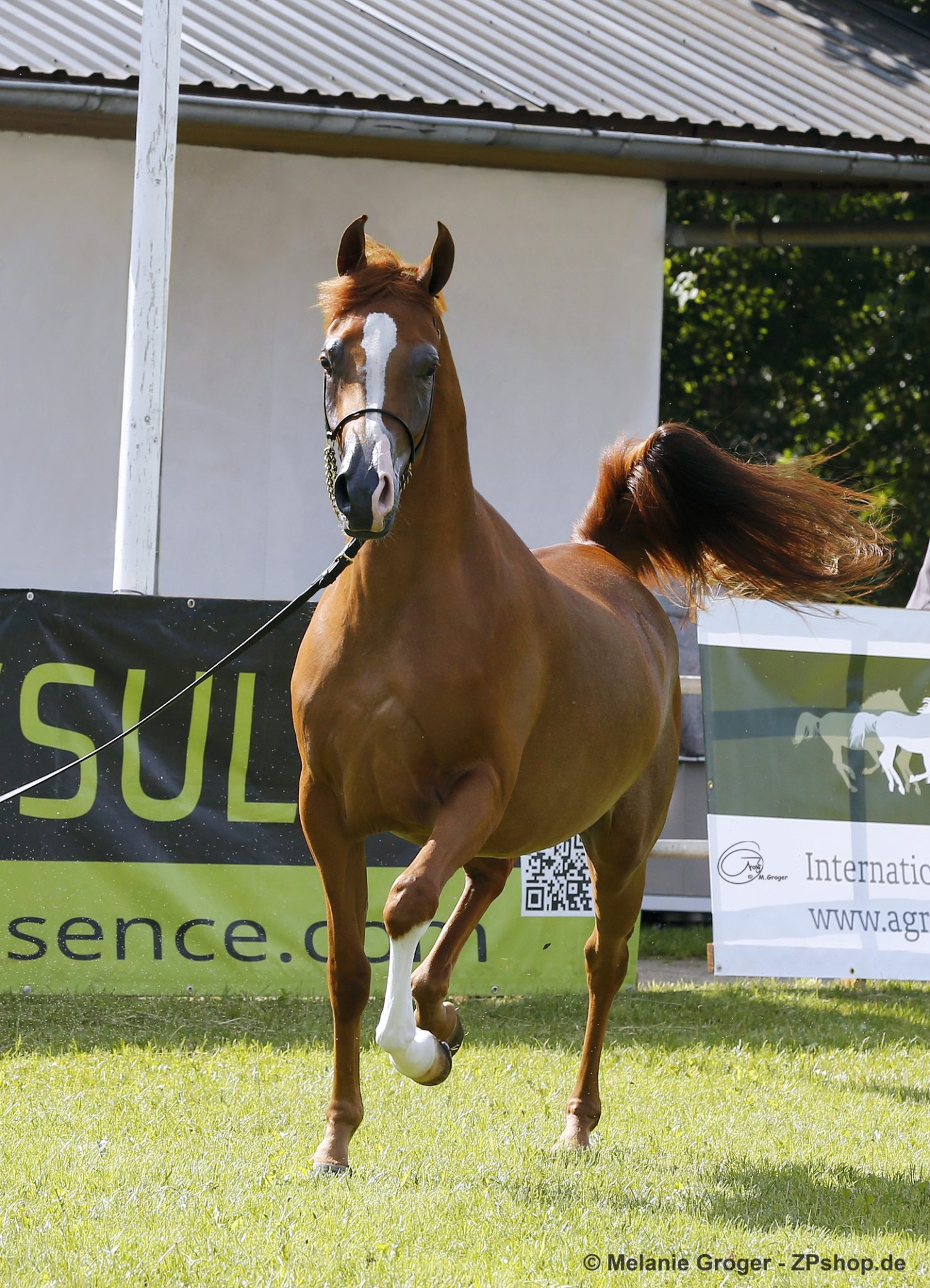 European C Show Ströhen
