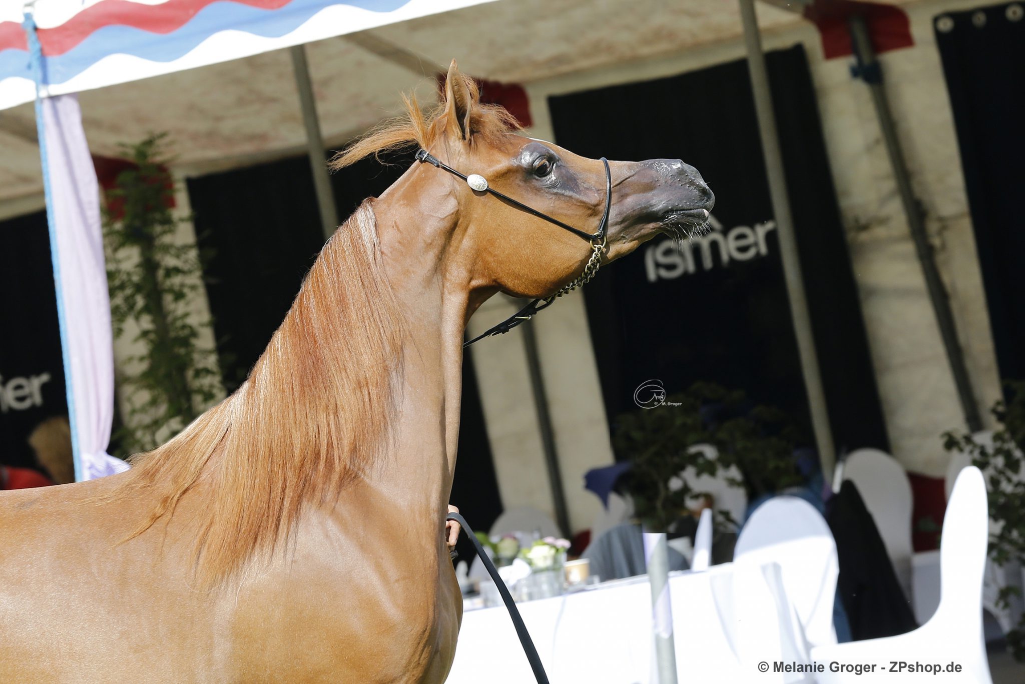 European C Show Ströhen