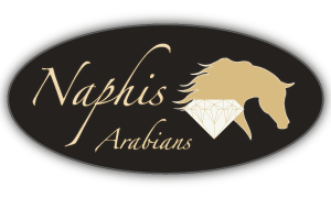 Naphis Arabians